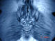 صورت حيوان وحشي لاغرتر : MRI كورونال ساكروم